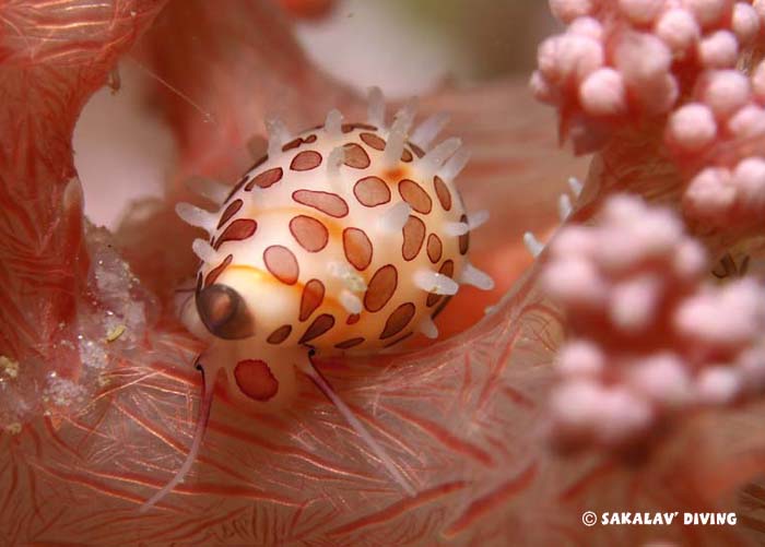 Nosy Be diving site differences